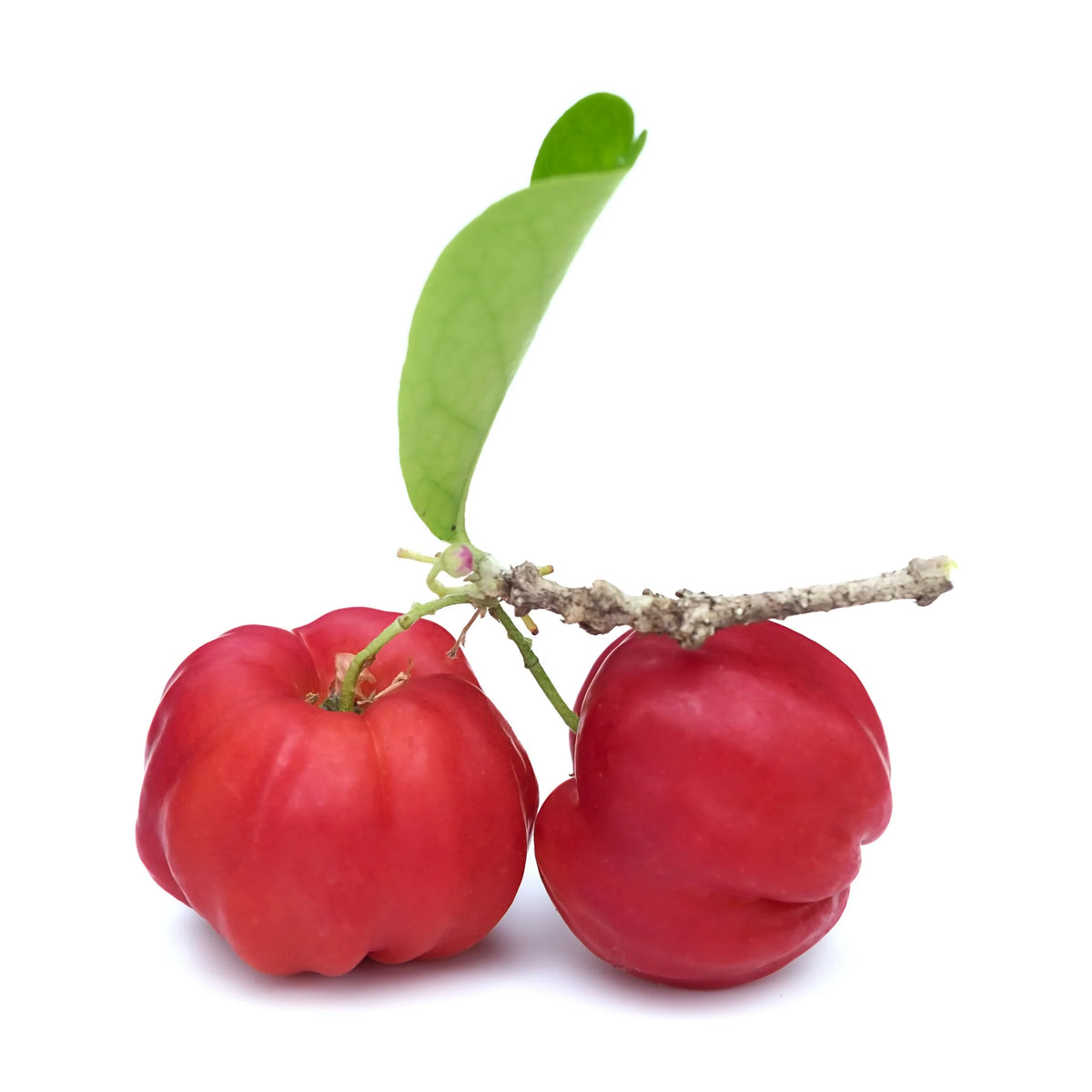 Acai Sostenible